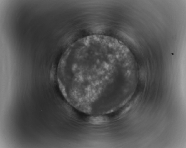 X0000096160181200802151422