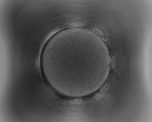 X0000096160196200802151421