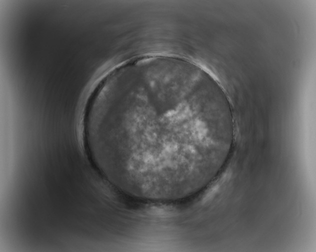 X0000096160199200802151421