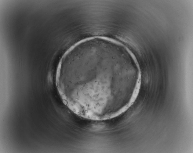 X0000096160214200802151421