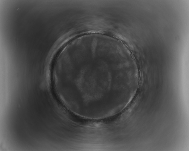 X0000096160247200802151420