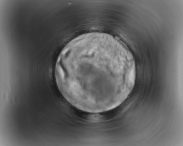 X0000096160269200802151421