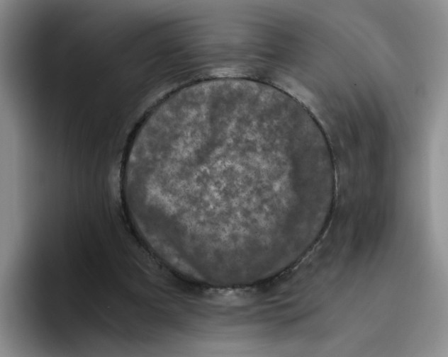 X0000096160297200802151420