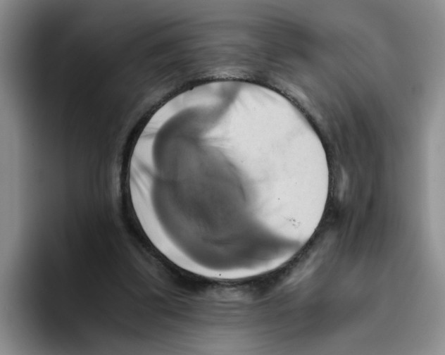 X0000096160299200802151420