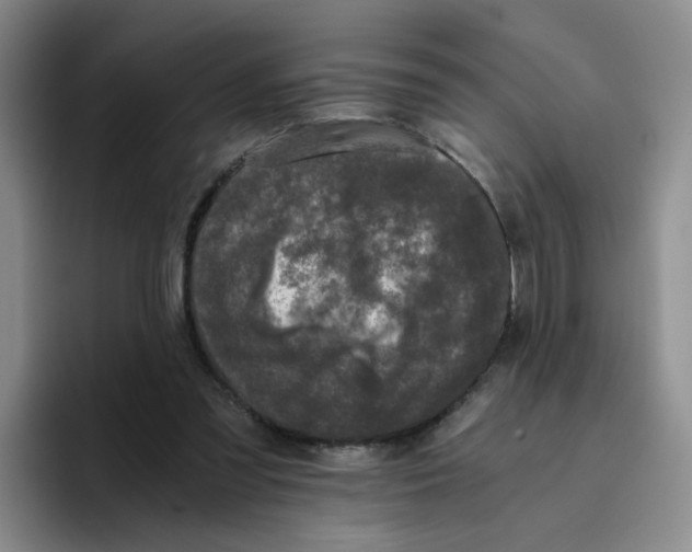 X0000096160301200802151420