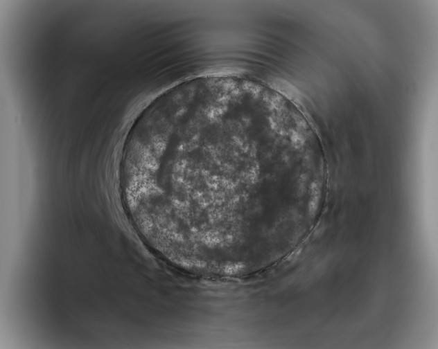 X0000096160337200802151419