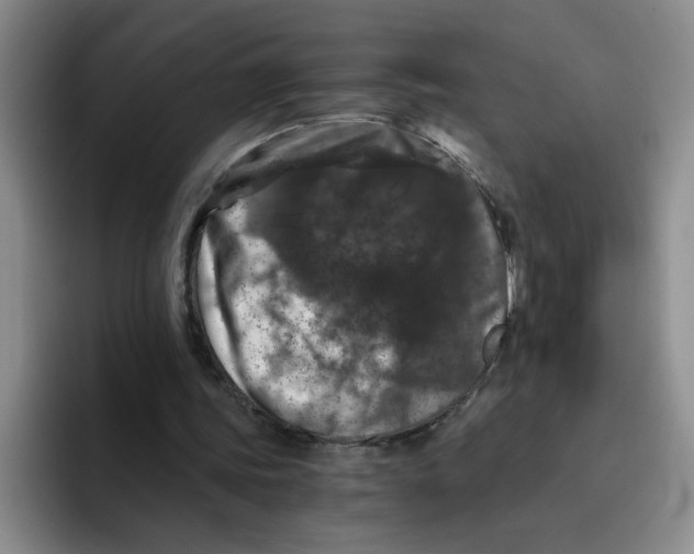 X0000096160339200802151419