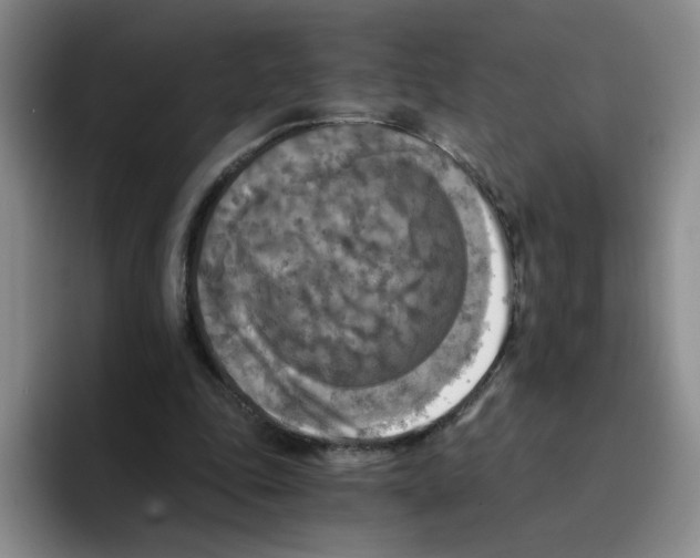 X0000096160343200802151419