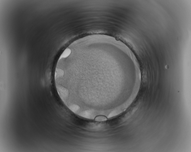 X0000096160351200802151419