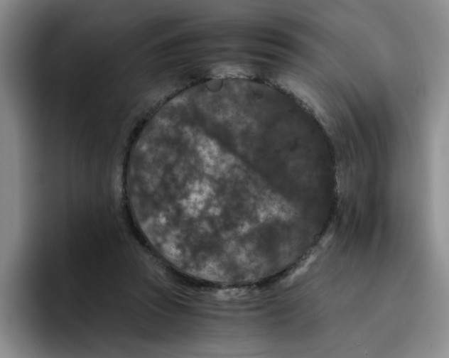 X0000096160353200802151419