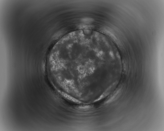 X0000096160357200802151419