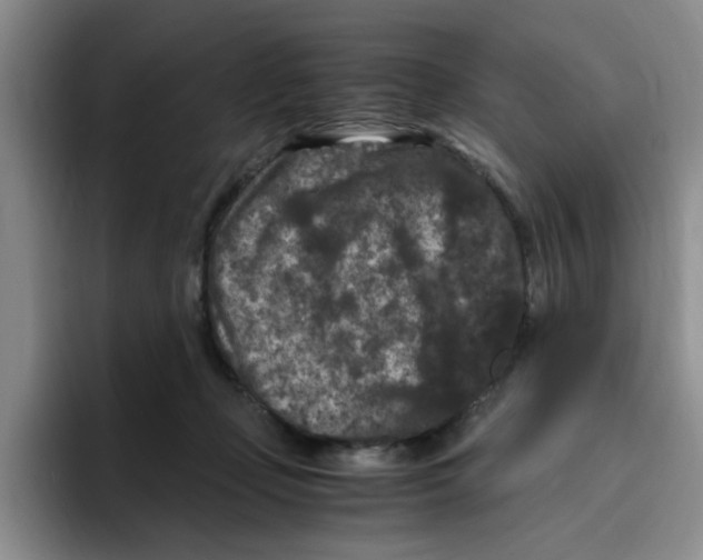 X0000096160365200802151419