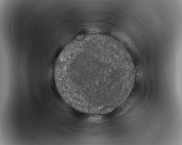 X0000096160369200802151419