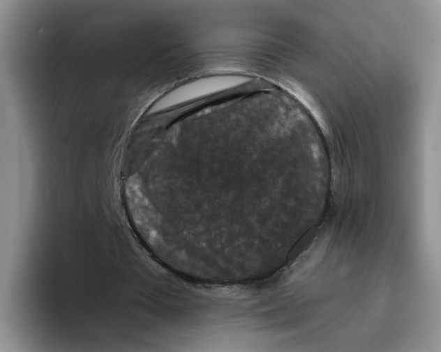 X0000096160385200802151419