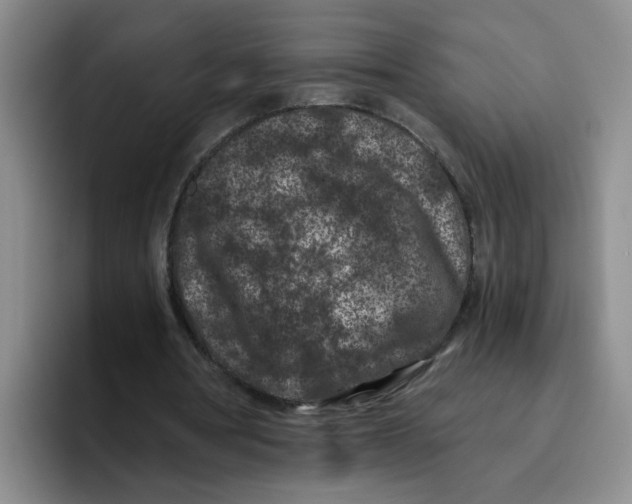 X0000096160386200802151419