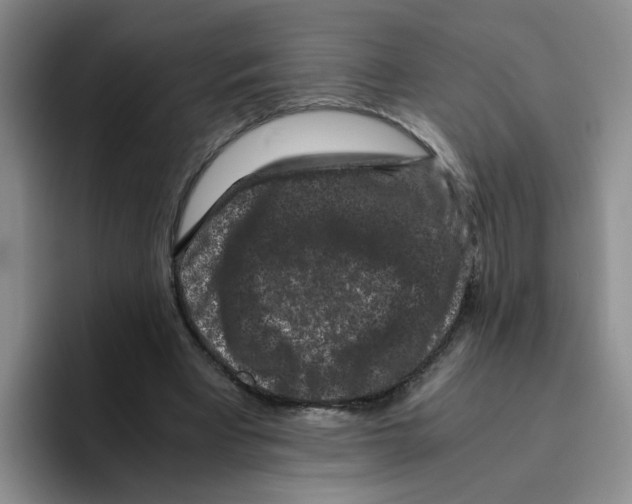 X0000096160393200802151419