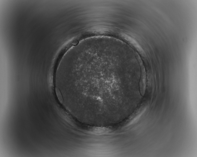 X0000096160399200802151419