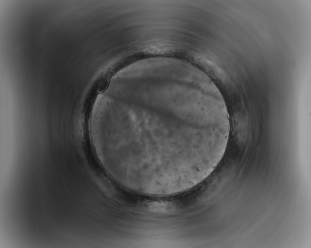 X0000096160400200802151419