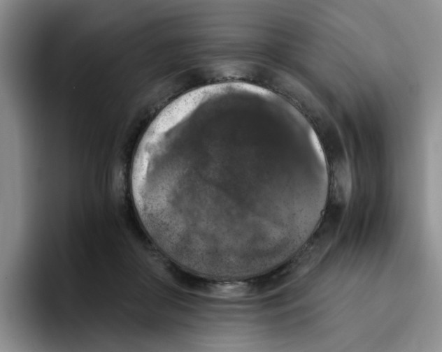 X0000096160410200802151419