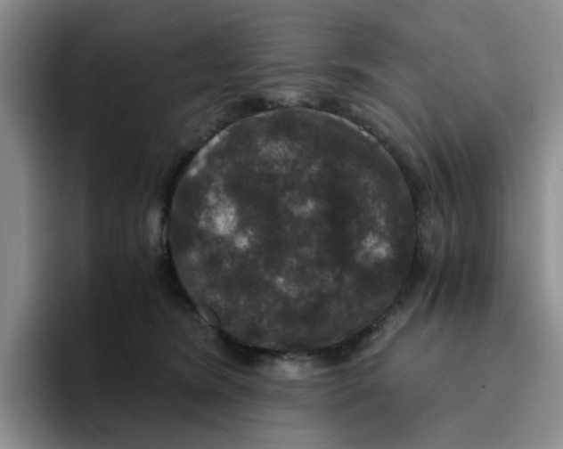 X0000096160420200802151418