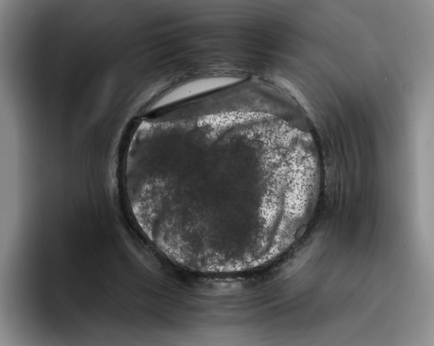 X0000096160443200802151418