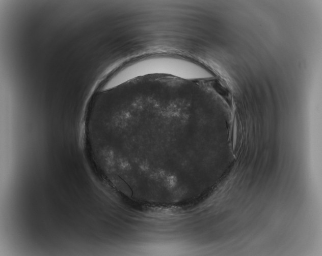 X0000096160488200802151418