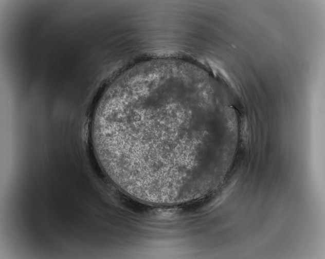 X0000096160495200802151417