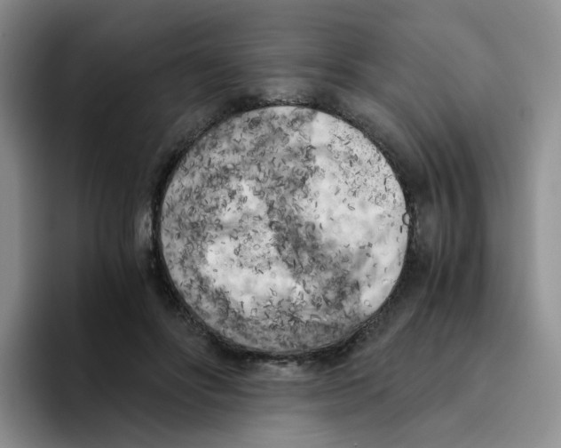 X0000096160502200802151417