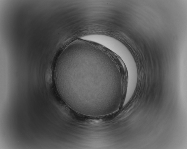 X0000096160552200802151417