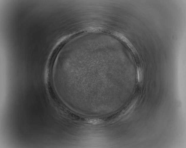 X0000096160579200802151416