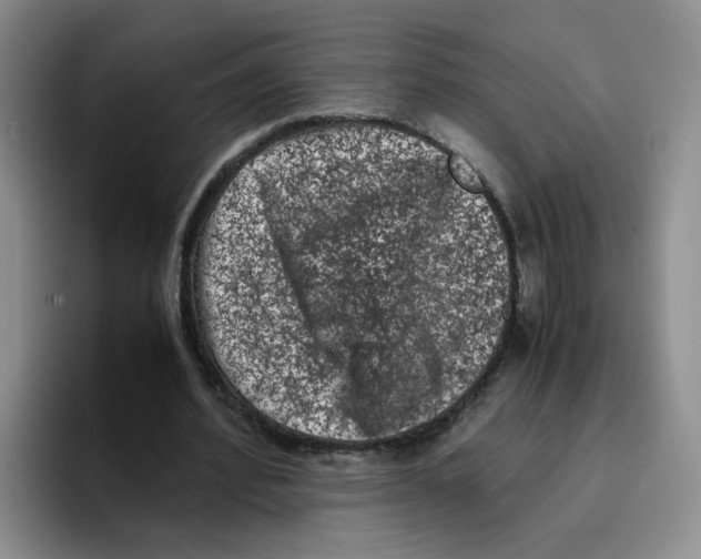 X0000096160580200802151416