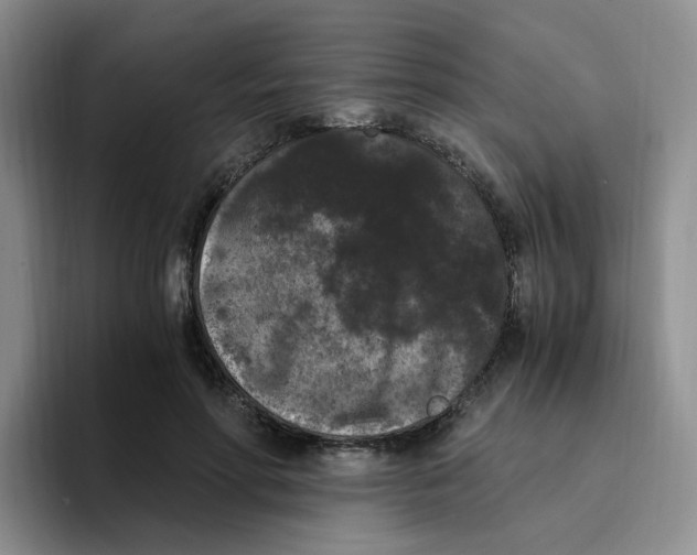 X0000096160598200802151416