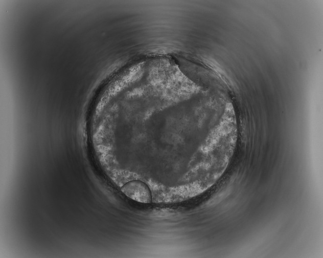 X0000096160634200802151415