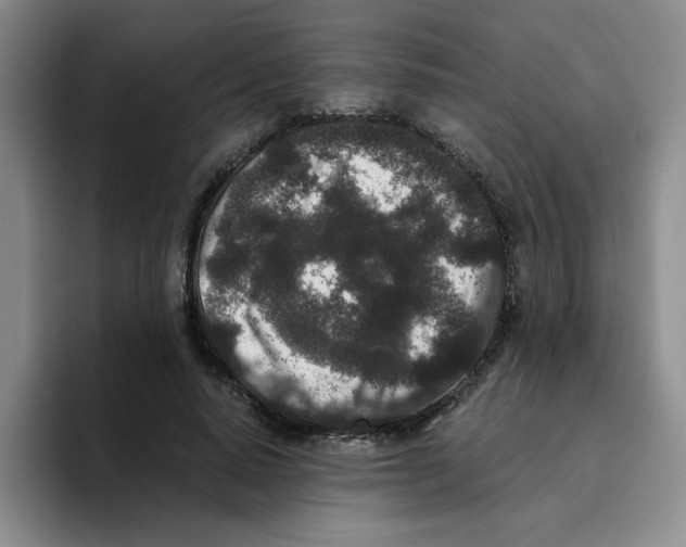 X0000096160640200802151415