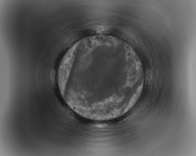 X0000096160650200802151415