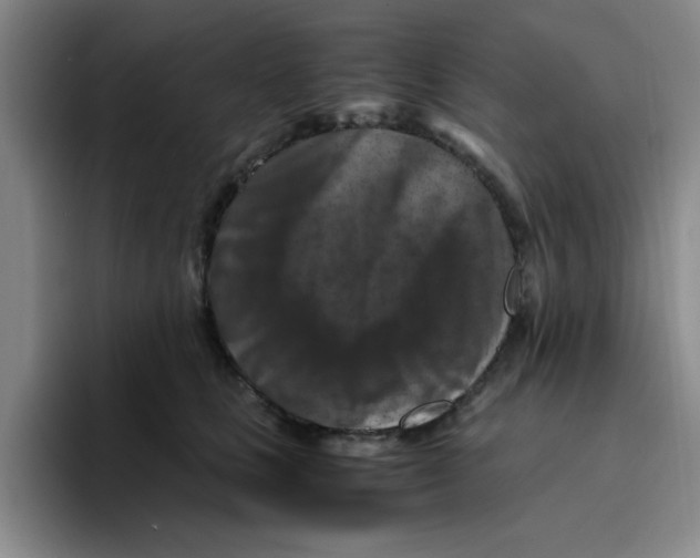 X0000096160661200802151416