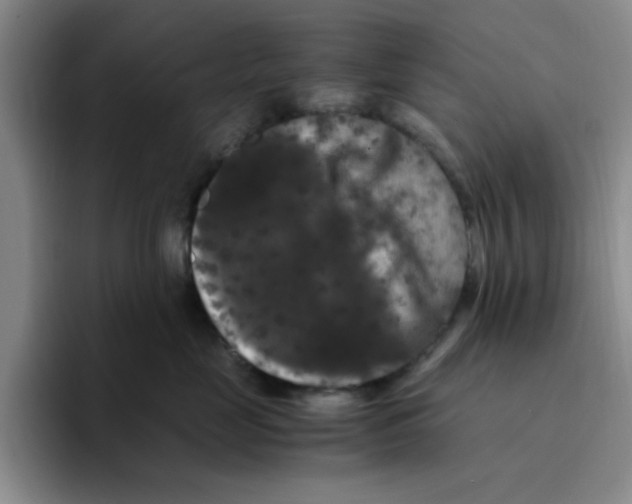 X0000096160669200802151416