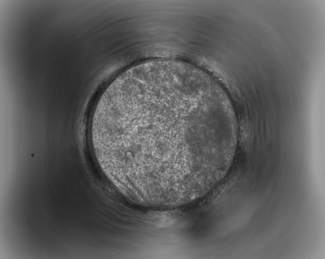 X0000096160679200802151415