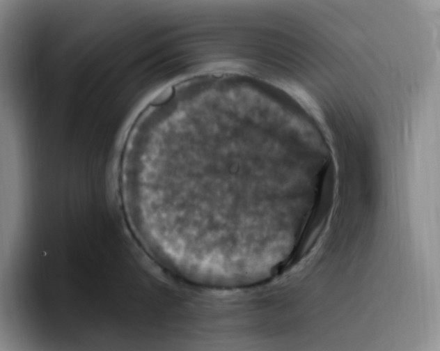 X0000096160816200802151413