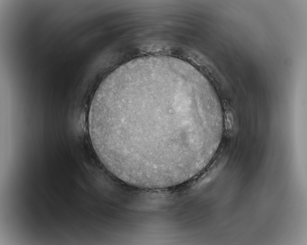 X0000096160820200802151413