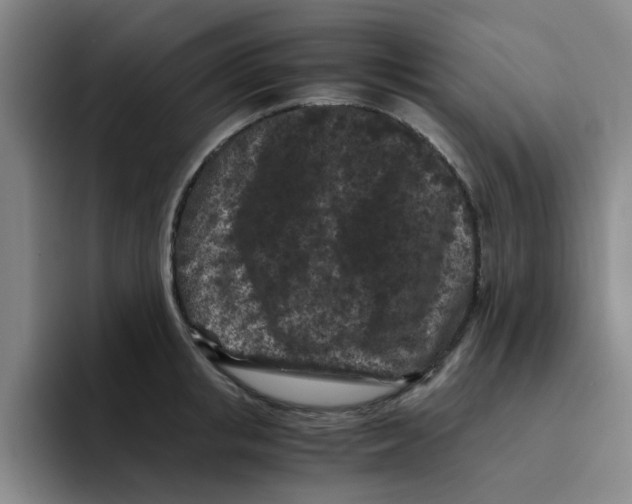 X0000096160853200802151413