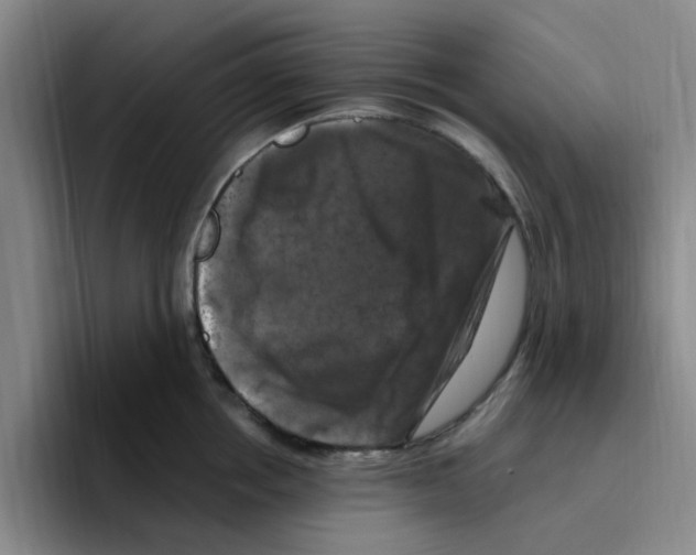 X0000096160858200802151413