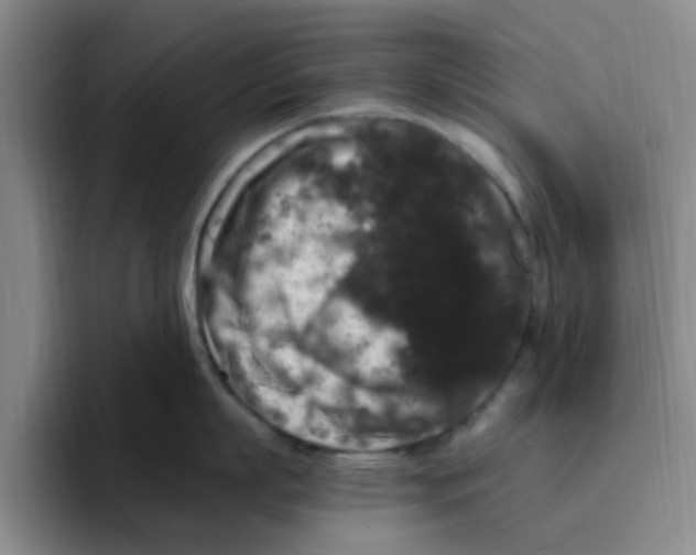 X0000096160863200802151413