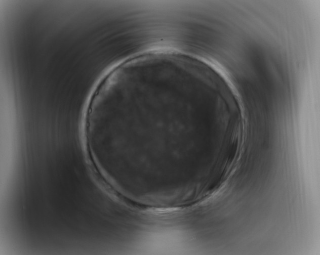 X0000096160864200802151413