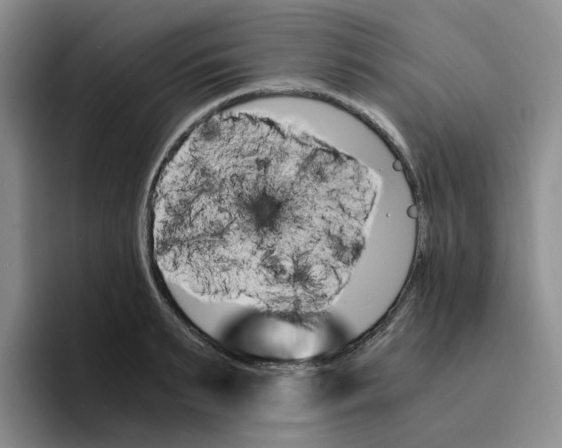 X0000096160895200802151412