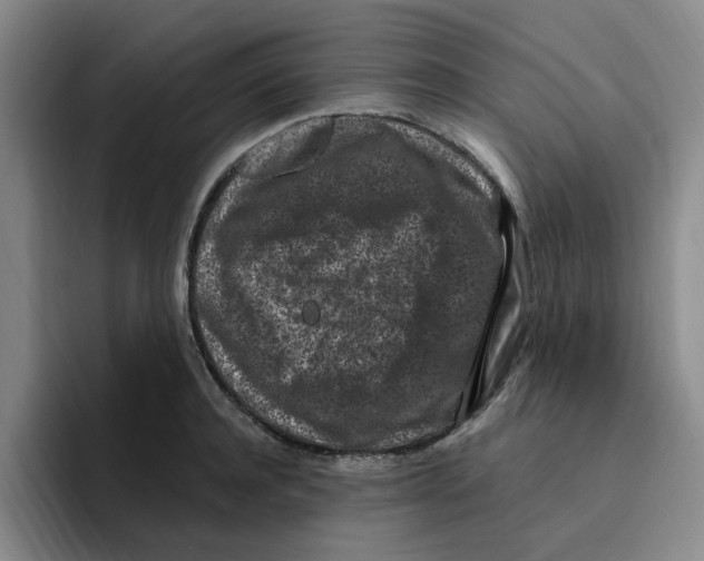 X0000096160944200802151412