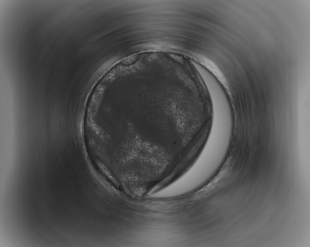 X0000096160946200802151412