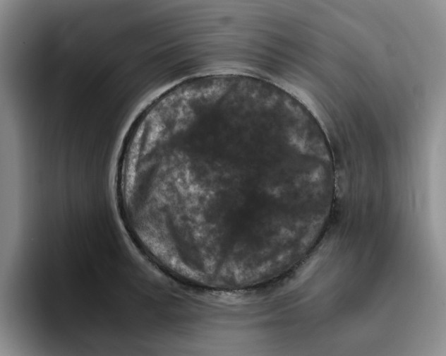 X0000096160995200802151411