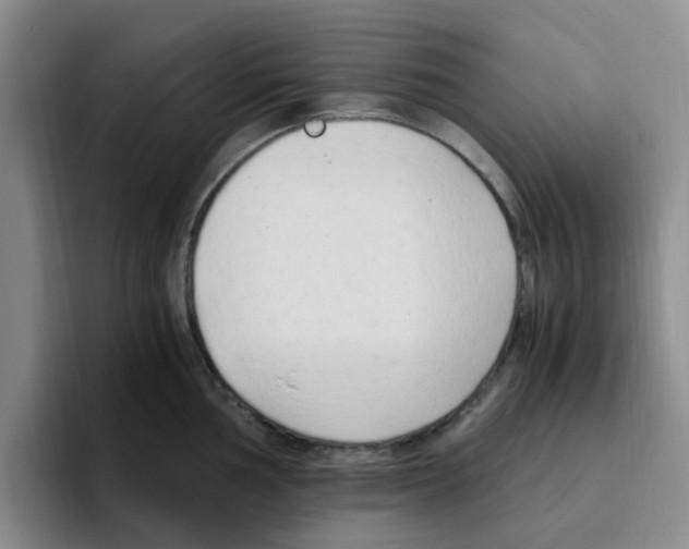 X0000096161002200802151411