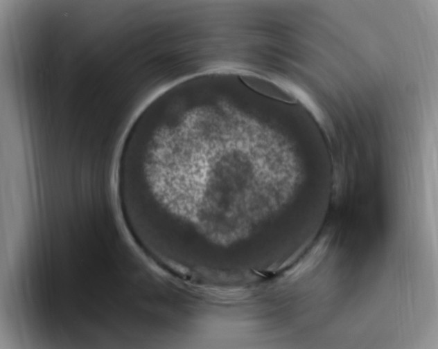 X0000096161007200802151411